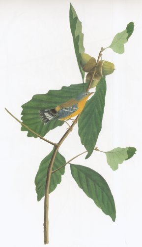 17.jpg (18157 bytes)