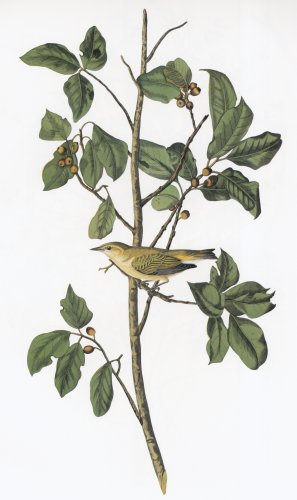 31.jpg (27370 bytes)