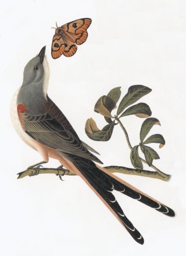 33.jpg (25874 bytes)