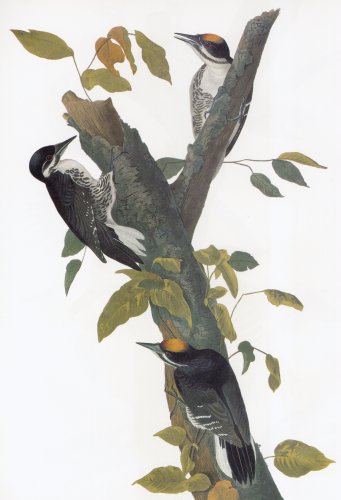44.jpg (28246 bytes)