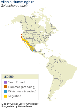 Spotted_Sandpiper_AllAm