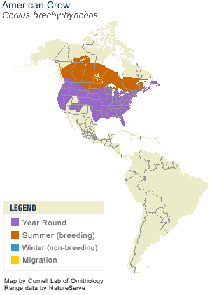 Spotted_Sandpiper_AllAm