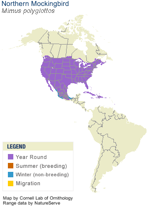 Spotted_Sandpiper_AllAm