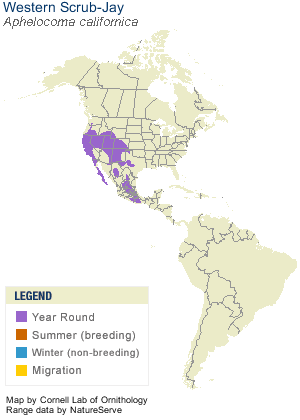Spotted_Sandpiper_AllAm